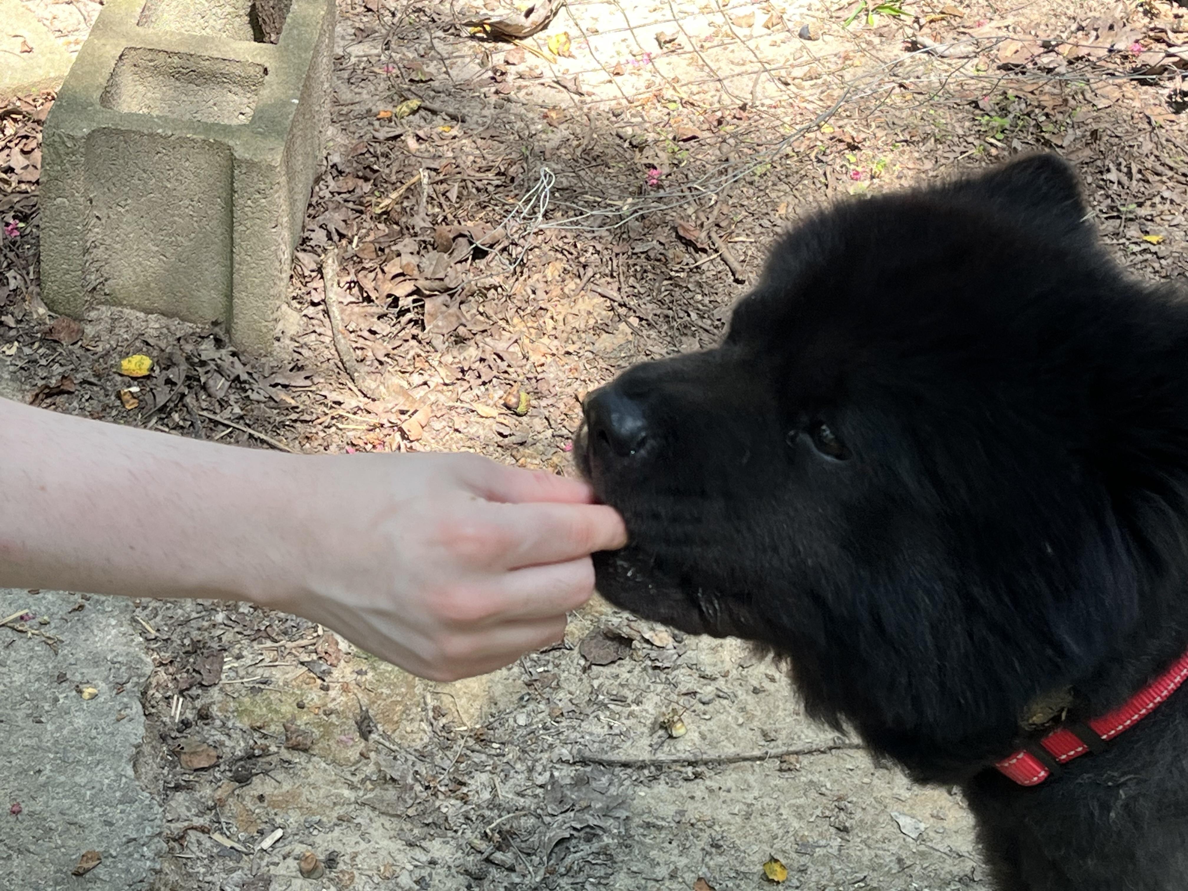 Enlarge KURO, a Adoptable Chow Chow in Manchester, CT image 2/6