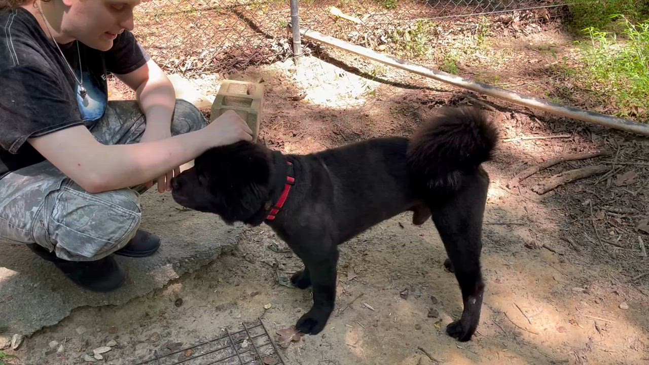 Enlarge KURO, a Adoptable Chow Chow in Manchester, CT video 3/6