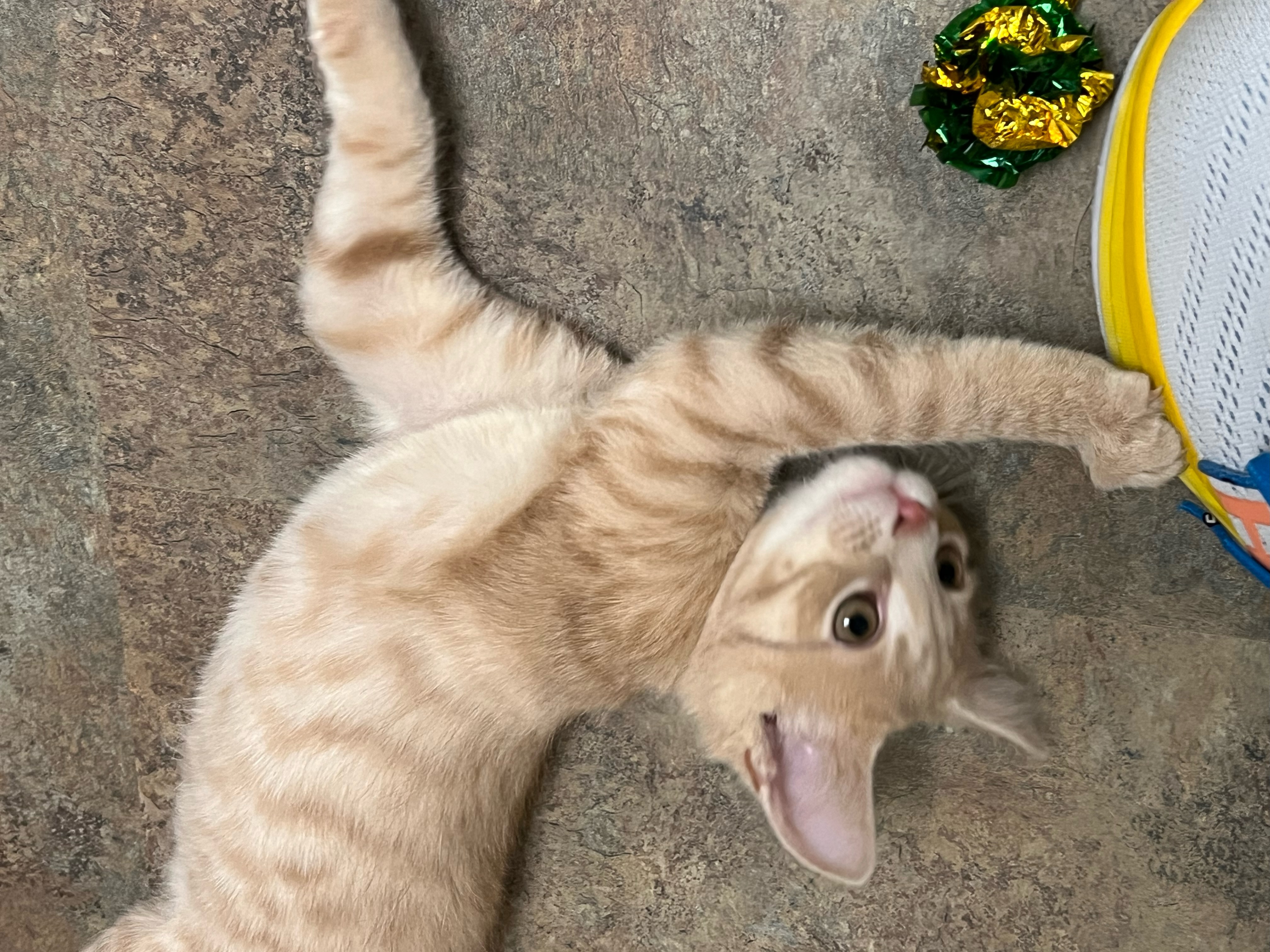Kiwi ADOPTED:)