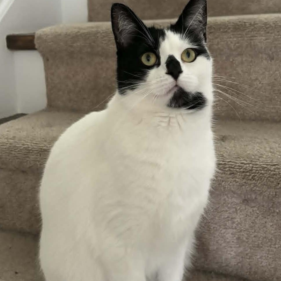 Enlarge Naomi - Confident & Affectionate, a ADOPTABLE Domestic Short Hair in Hamilton, ON image 2/4