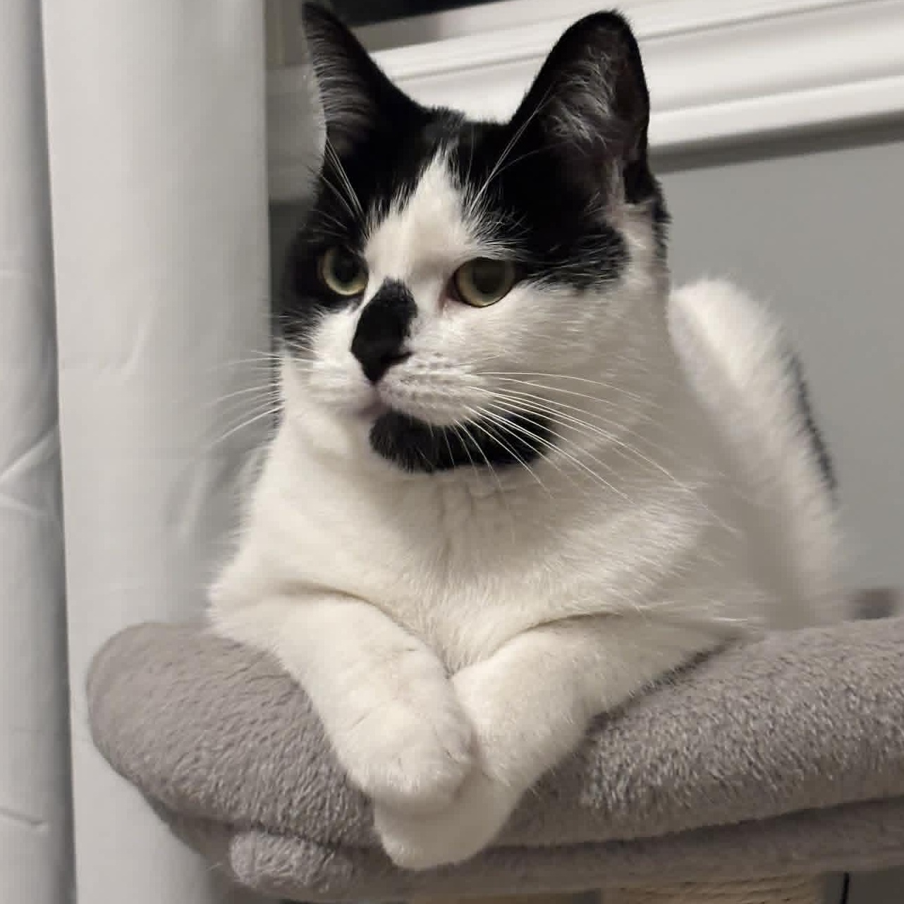 Enlarge Naomi - Confident & Affectionate, a ADOPTABLE Domestic Short Hair in Hamilton, ON image 3/4