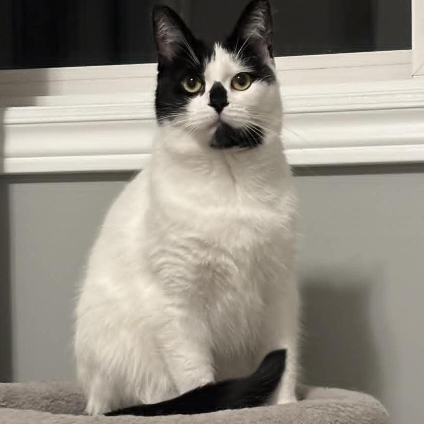 Enlarge Naomi - Confident & Affectionate, a ADOPTABLE Domestic Short Hair in Hamilton, ON image 4/4