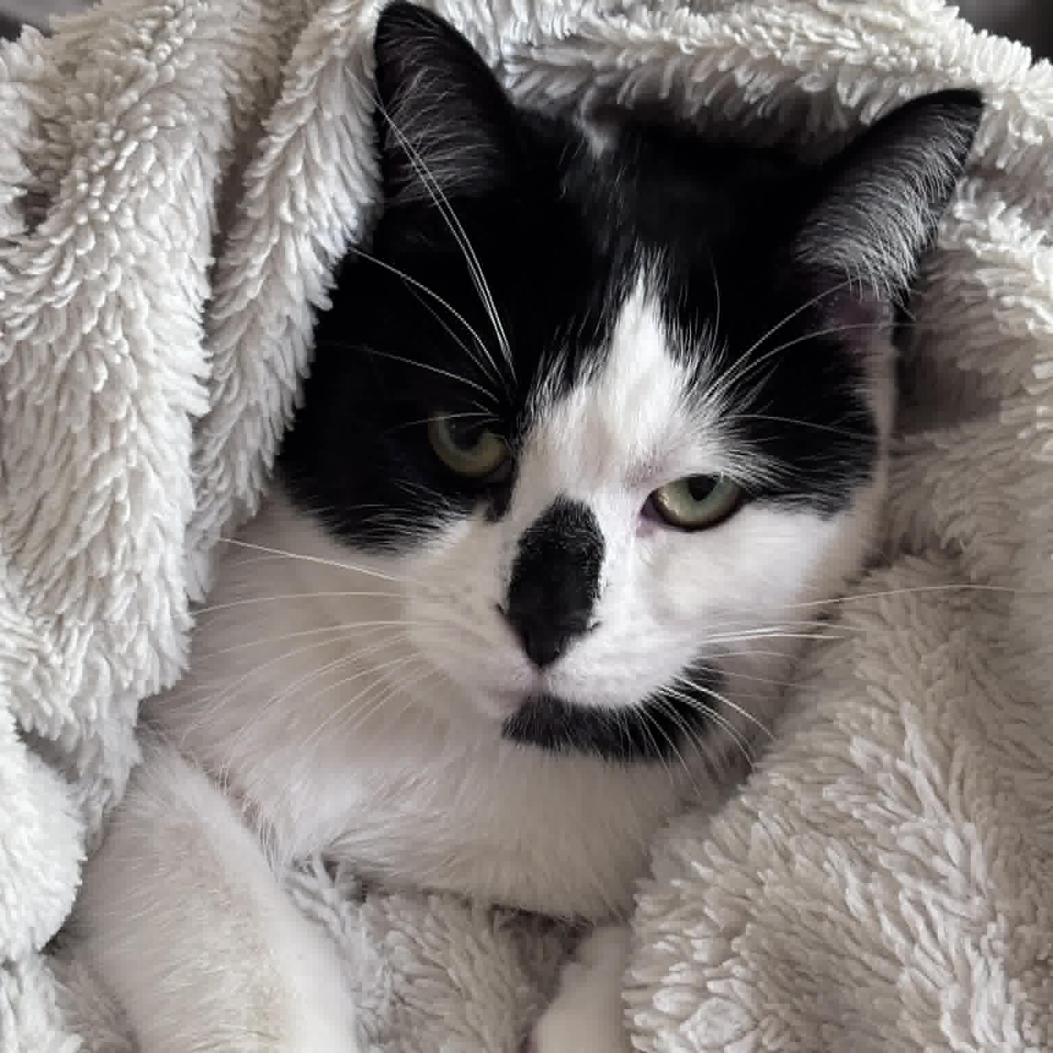Naomi - Confident & Affectionate, ADOPTABLE, Young Female Domestic Short Hair.