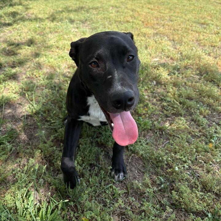 Enlarge Flopsy, a ADOPTABLE mixed breed in Valdosta, GA image 3/4