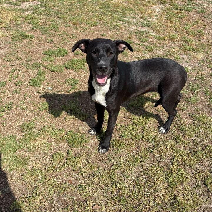 Enlarge Flopsy, a ADOPTABLE mixed breed in Valdosta, GA image 2/4