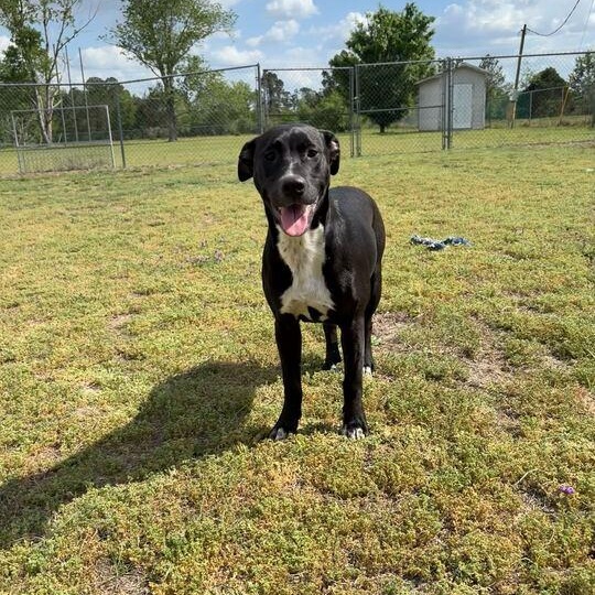 Enlarge Flopsy, a ADOPTABLE mixed breed in Valdosta, GA image 4/4