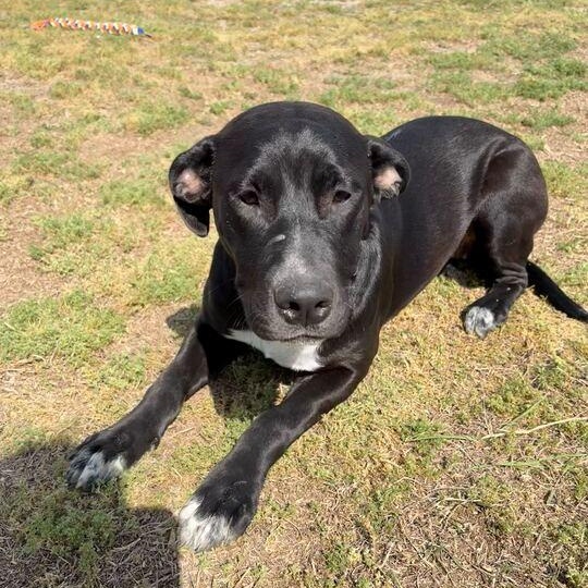 Flopsy, ADOPTABLE, Young Female Labrador Retriever & Pit Bull Terrier.