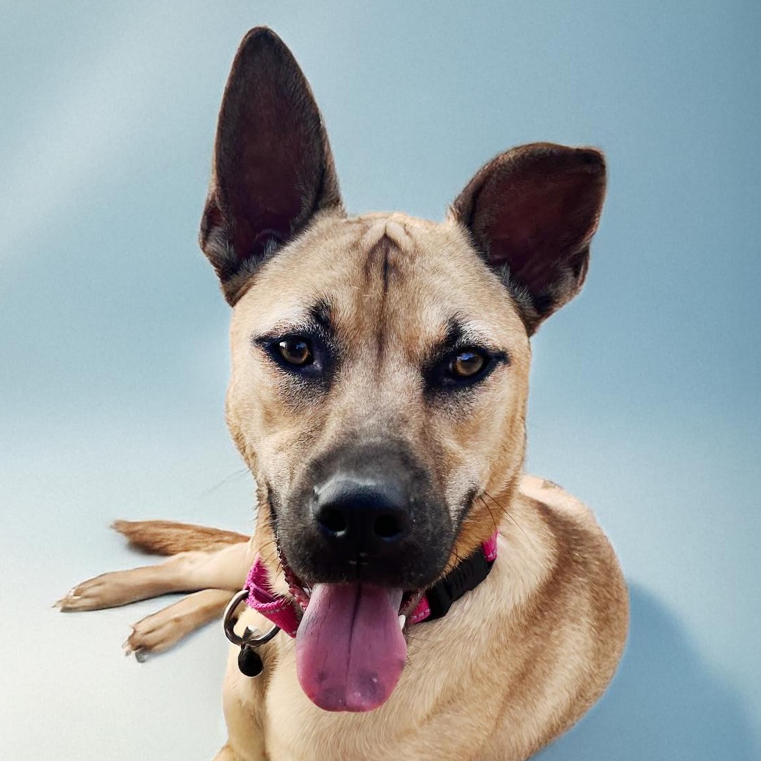 Enlarge Canyon, a Adoptable mixed breed in Scottsdale, AZ image 1/3