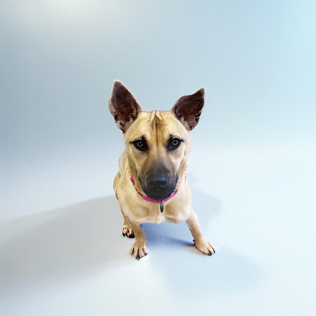 Enlarge Canyon, a Adoptable mixed breed in Scottsdale, AZ image 3/3