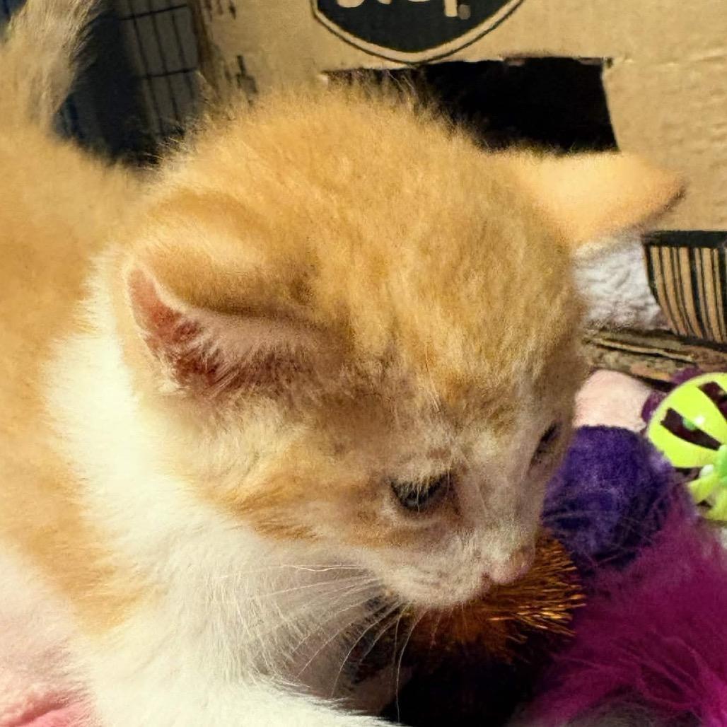 Concha, Adoptable, Kitten Male Domestic Short Hair.