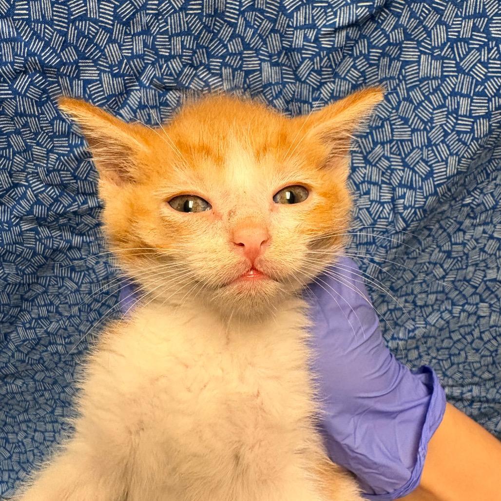 Enlarge Concha, a Adoptable Domestic Short Hair in Clarksville, AR image 2/6