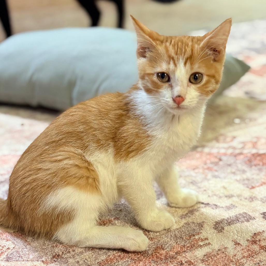 Enlarge Concha, a Adoptable Domestic Short Hair in Clarksville, AR image 3/6