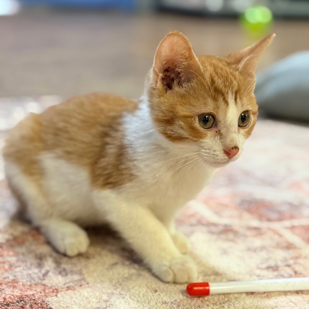 Enlarge Concha, a Adoptable Domestic Short Hair in Clarksville, AR image 4/6