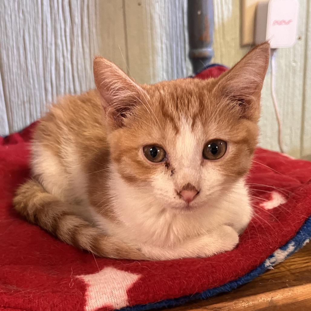 Enlarge Concha, a Adoptable Domestic Short Hair in Clarksville, AR image 5/6
