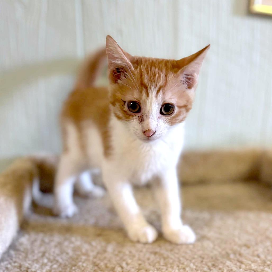 Enlarge Concha, a Adoptable Domestic Short Hair in Clarksville, AR image 6/6