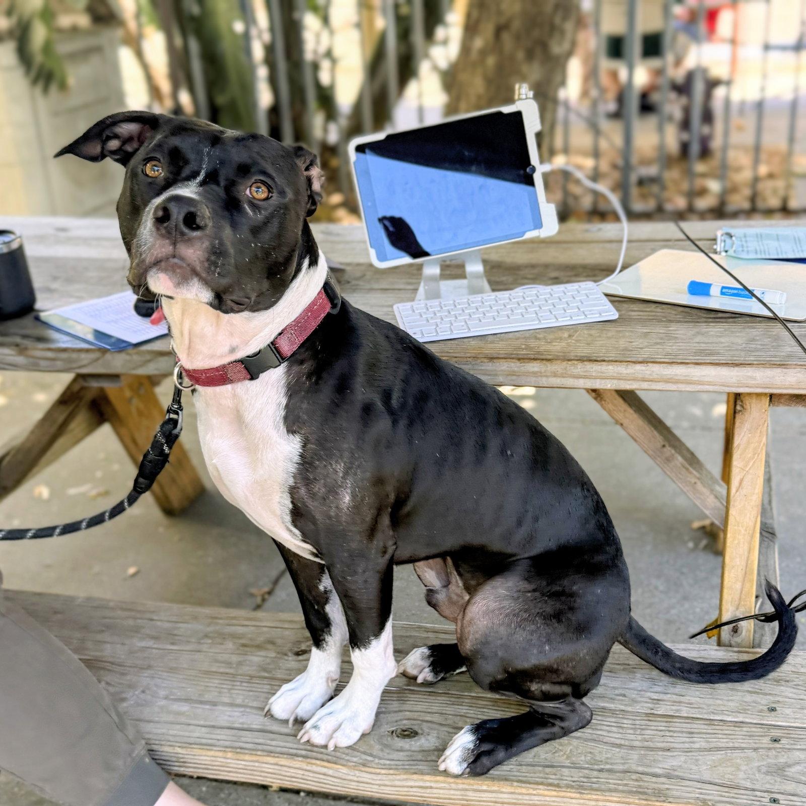 Mortimer, Adopted, Young Male Pit Bull Terrier.