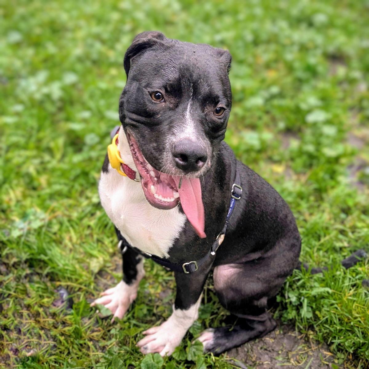 Enlarge Mortimer, a Adoptable Pit Bull Terrier in Oakland, CA image 1/3