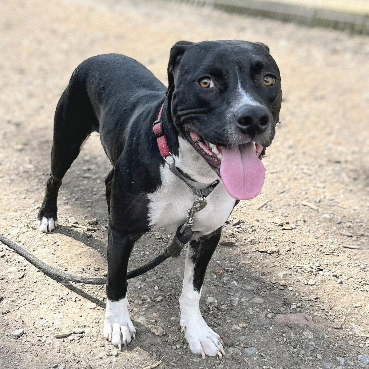 Enlarge Mortimer, a Adoptable Pit Bull Terrier in Oakland, CA image 2/3