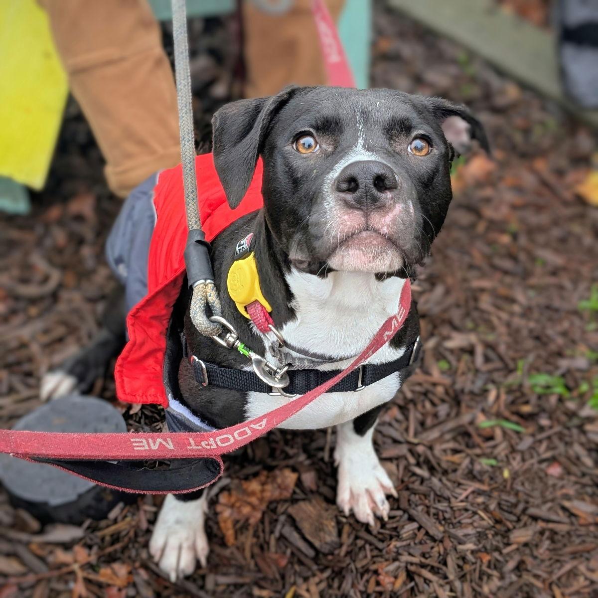 Enlarge Mortimer, a Adoptable Pit Bull Terrier in Oakland, CA image 2/3