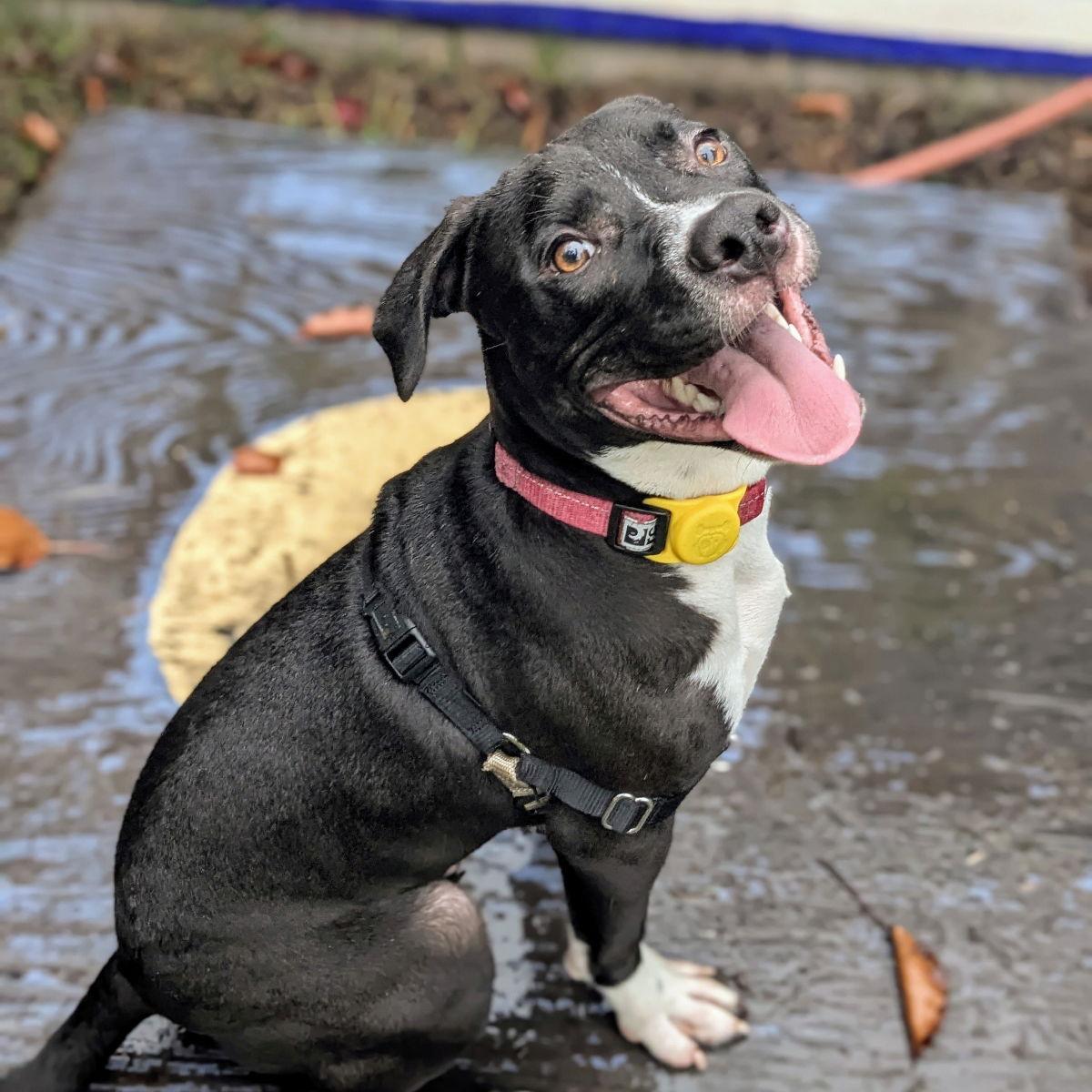 Enlarge Mortimer, a Adoptable Pit Bull Terrier in Oakland, CA image 3/3