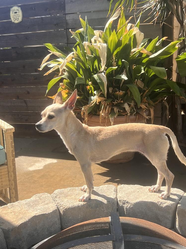 Enlarge Chili, a Adoptable mixed breed in Claremont, CA image 1/3