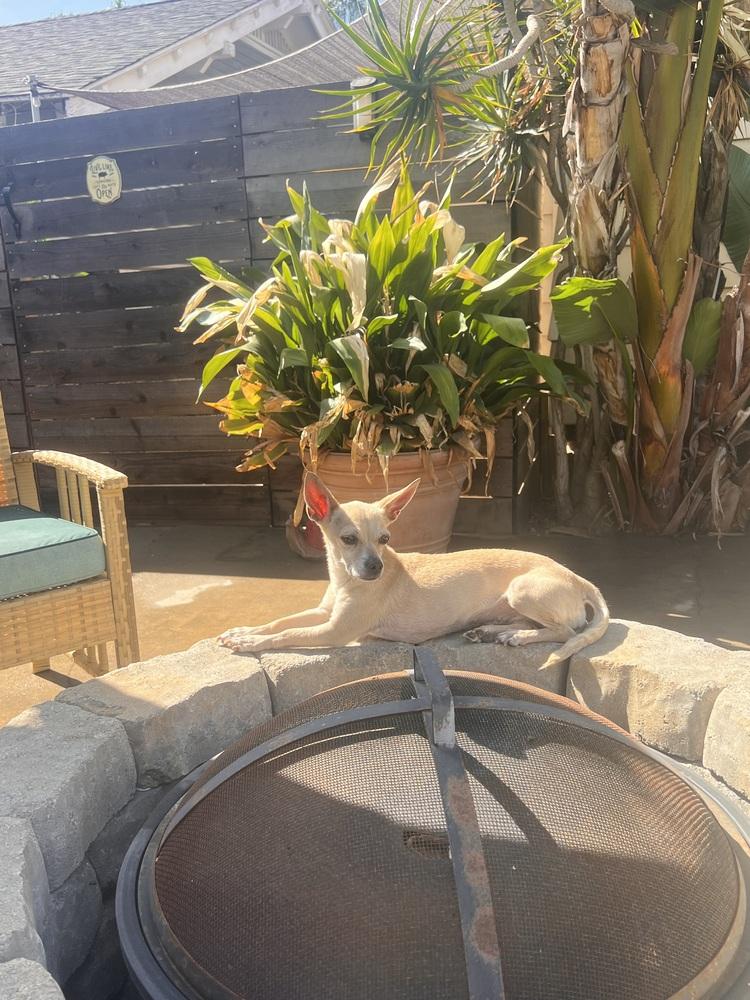 Enlarge Chili, a Adoptable mixed breed in Claremont, CA image 2/3