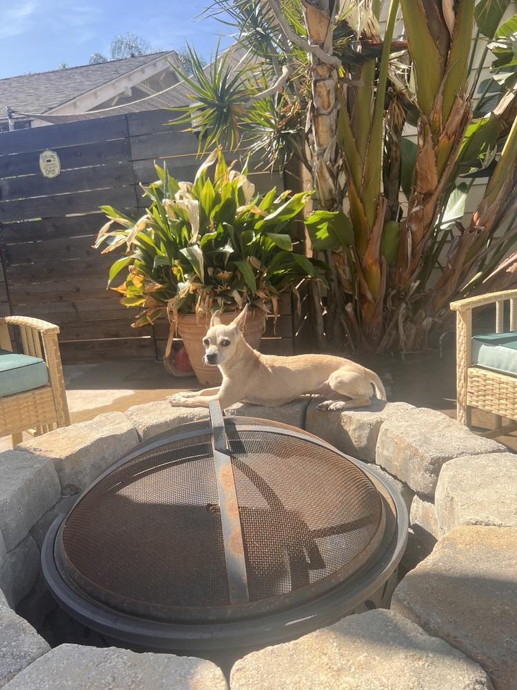 Enlarge Chili, a Adoptable mixed breed in Claremont, CA image 3/3