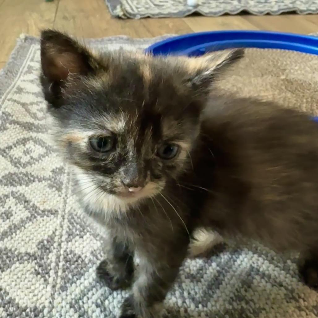 Sleepy, Adoptable, Kitten Female American Shorthair.