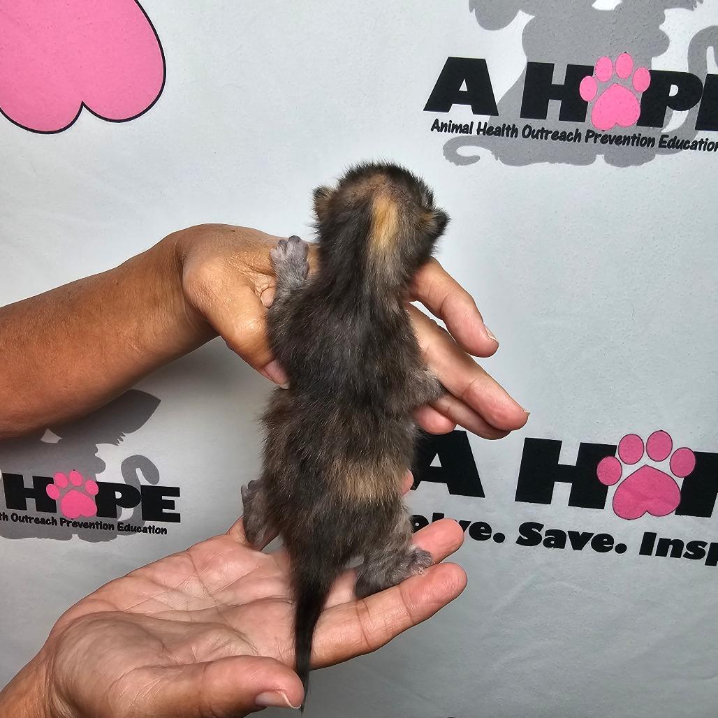 Sleepy, Adoptable, Kitten Female American Shorthair.