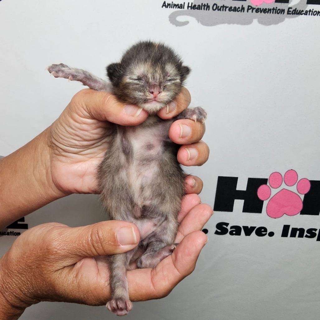 Enlarge Sleepy, a Adoptable mixed breed in Milton, FL image 2/2