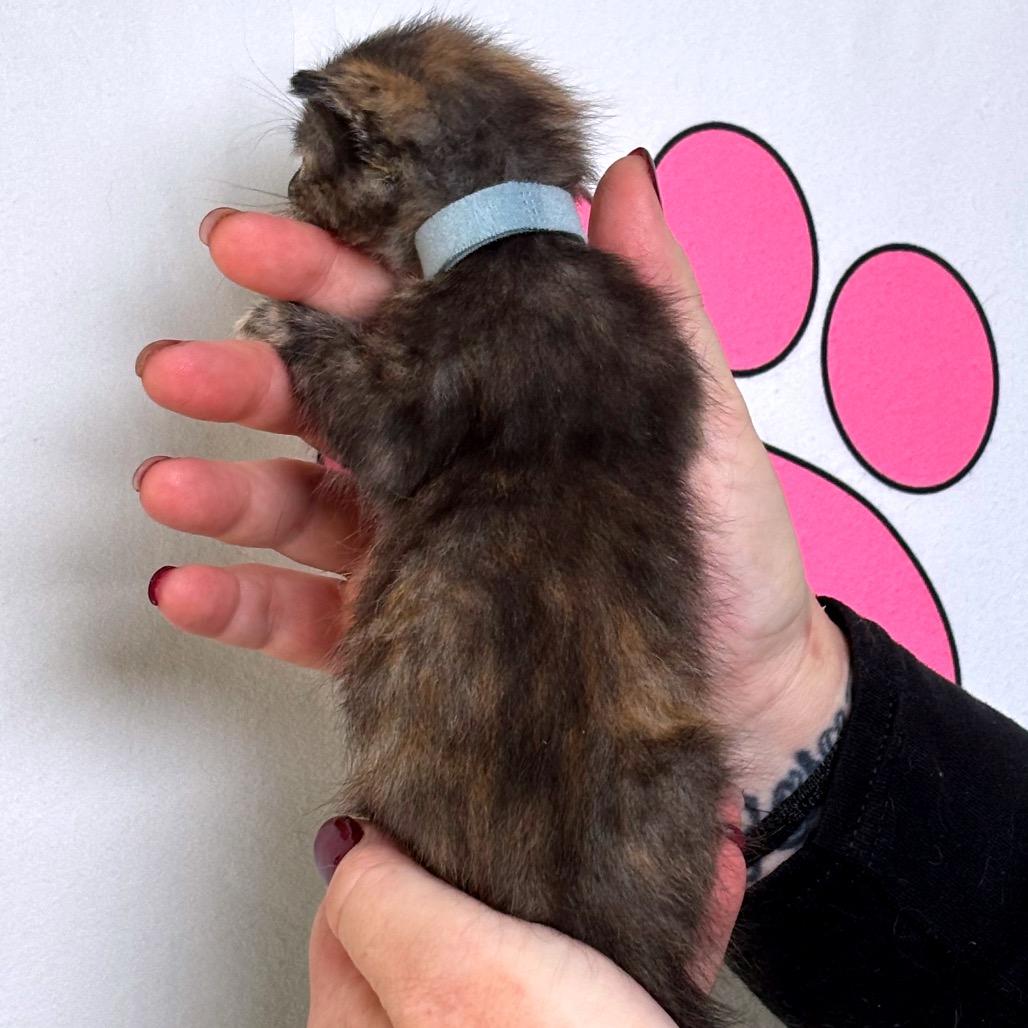 Enlarge Sleepy, a Adoptable mixed breed in Milton, FL image 4/6