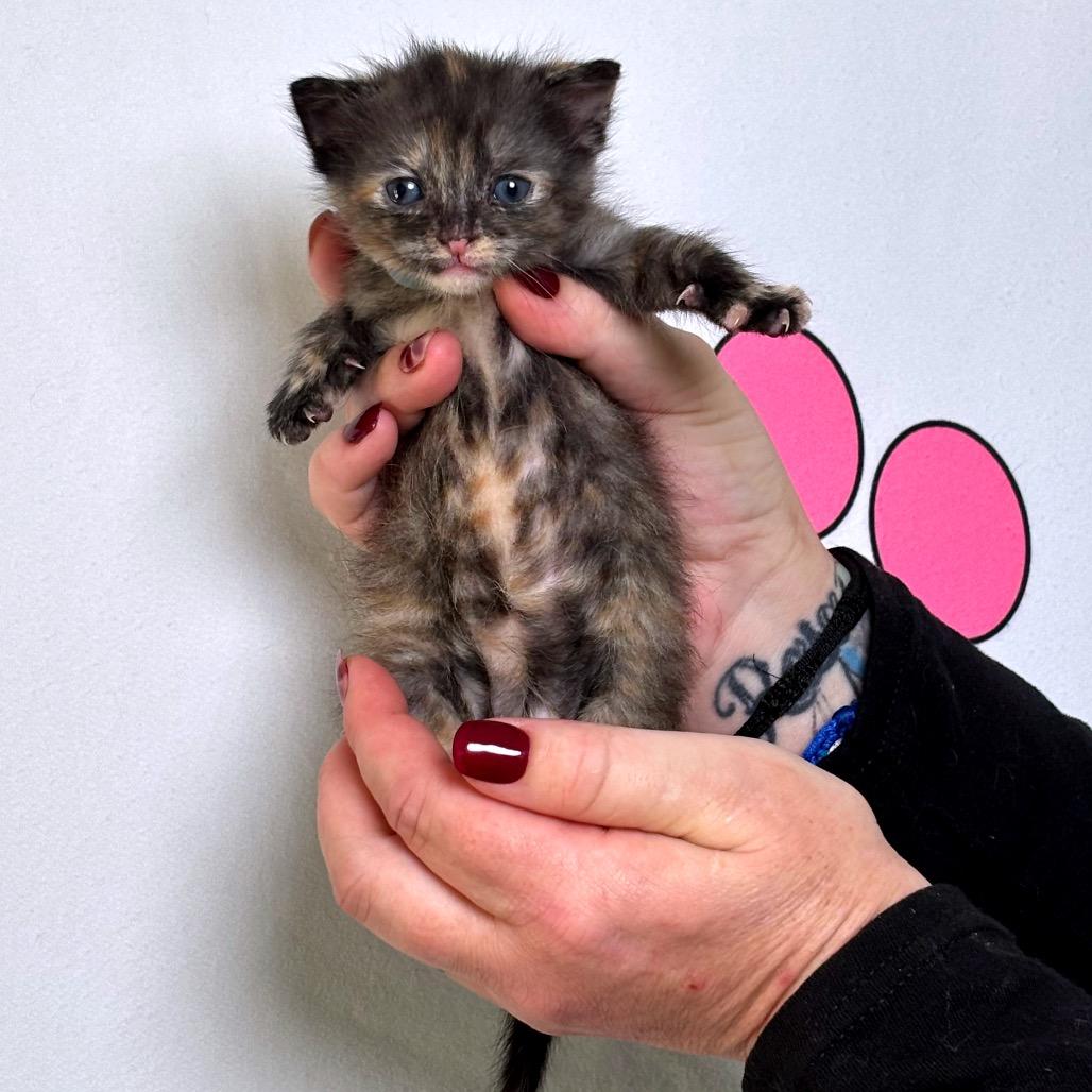 Enlarge Sleepy, a Adoptable mixed breed in Milton, FL image 5/6