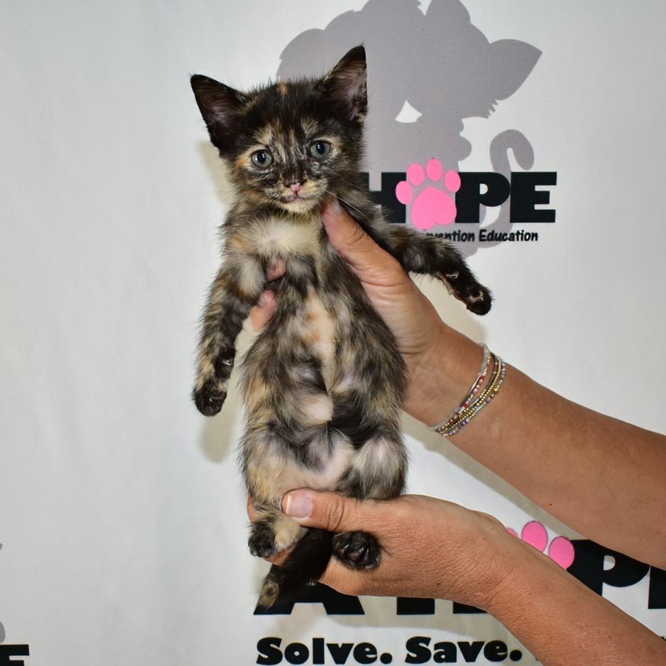 Enlarge Sleepy, a Adoptable mixed breed in Milton, FL image 6/6