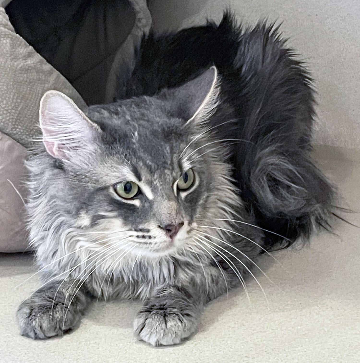 LEO