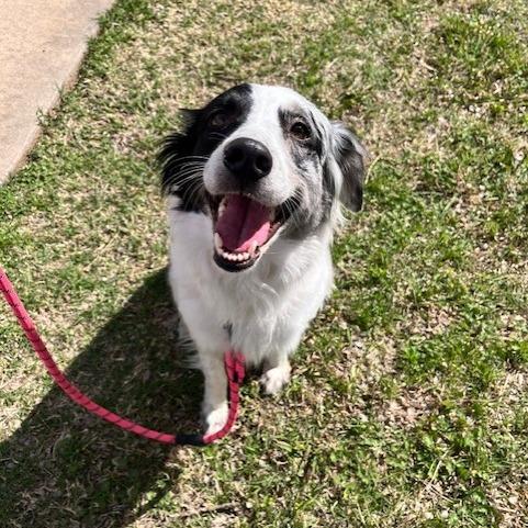 Enlarge Cookie, a Adoptable Australian Shepherd in Duncan, OK image 1/2