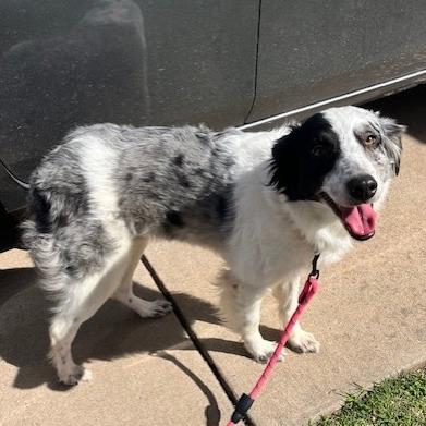 Enlarge Cookie, a Adoptable Australian Shepherd in Duncan, OK image 2/2