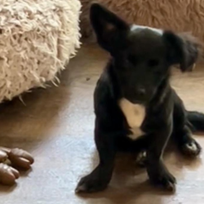 Enlarge Suzi, a ADOPTABLE Chihuahua in conroe, TX image 3/3