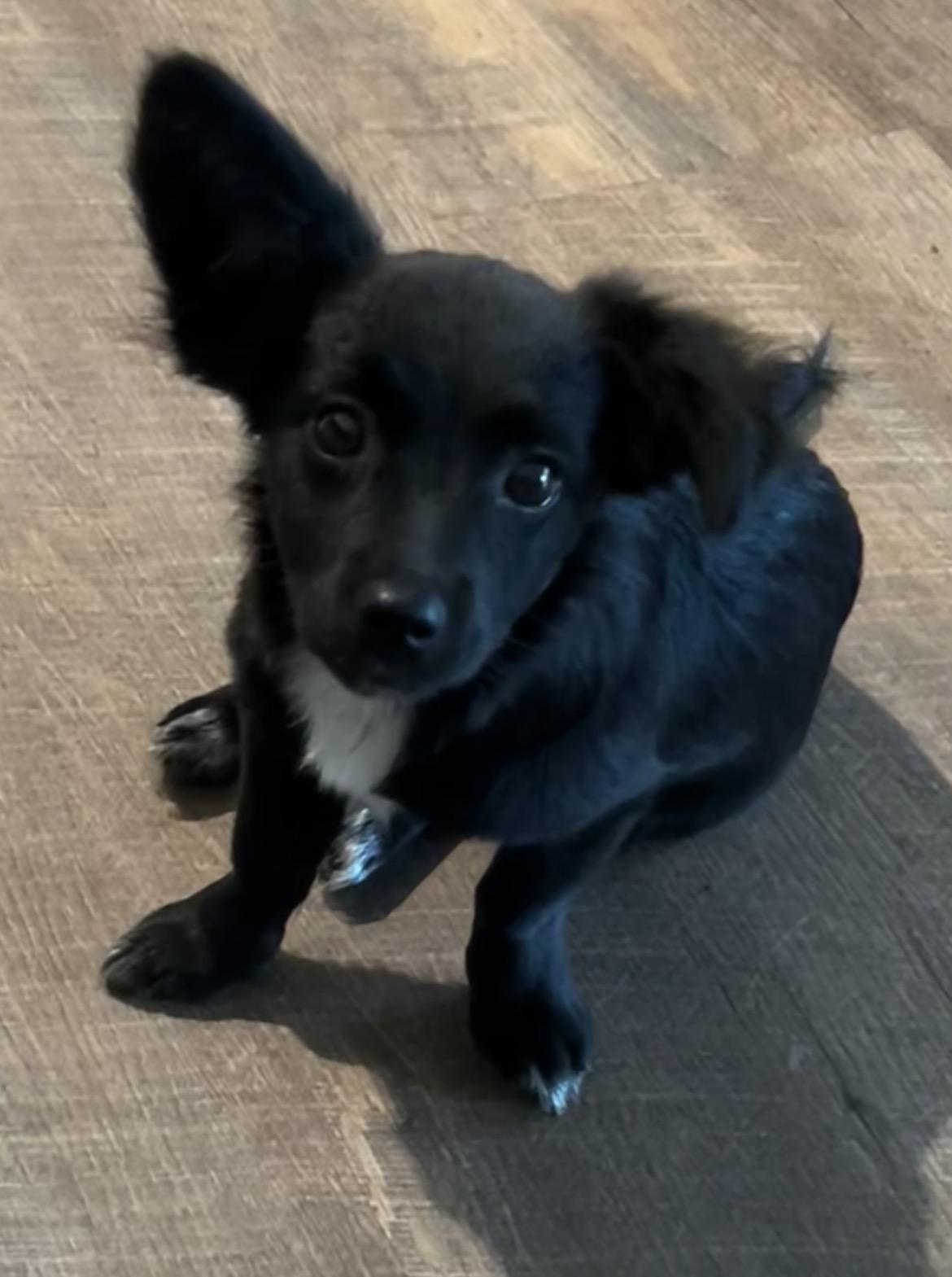 Enlarge Suzi, a ADOPTABLE Chihuahua in conroe, TX image 1/3