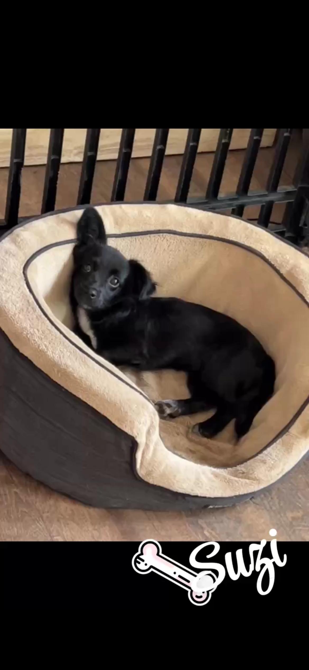 Enlarge Suzi, a ADOPTABLE Chihuahua in conroe, TX image 2/3