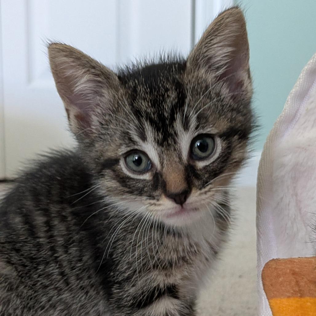 26-212 Truffle, Adoptable, Kitten Male Domestic Short Hair.