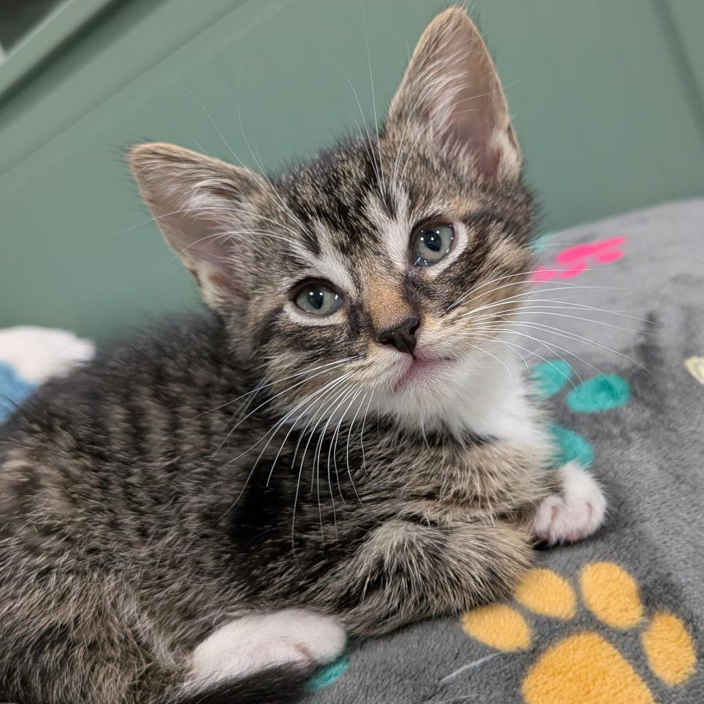 26-212 Truffle, a Adoptable Domestic Short Hair in North Branford, CT image 2/4