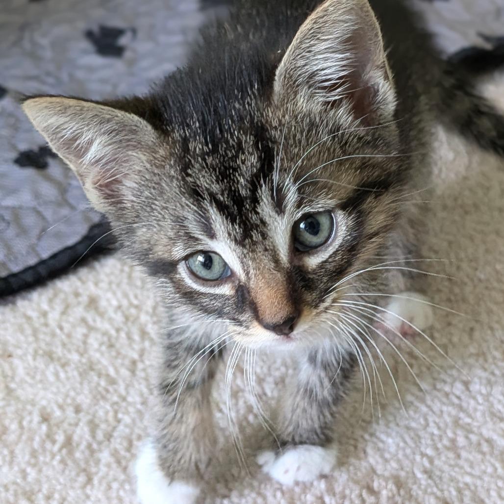 26-212 Truffle, a Adoptable Domestic Short Hair in North Branford, CT image 3/4