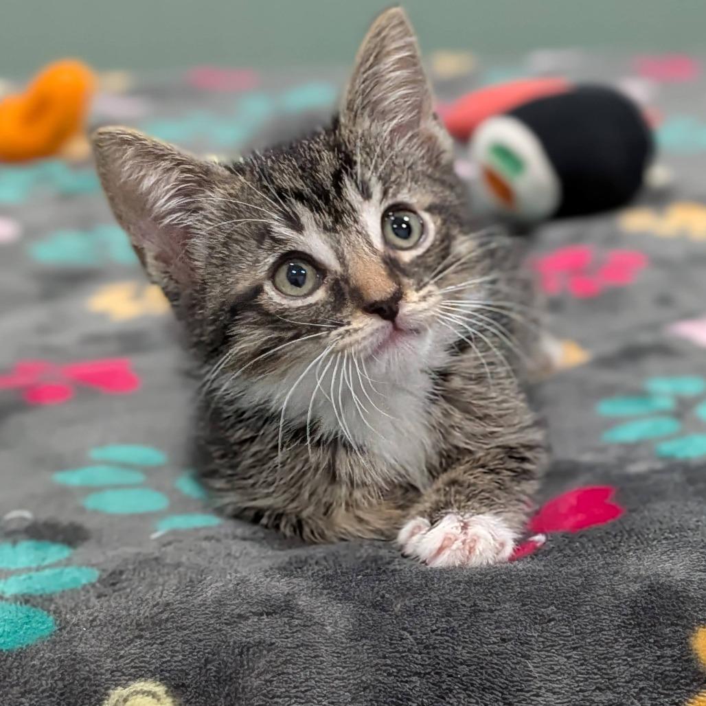 26-212 Truffle, a Adoptable Domestic Short Hair in North Branford, CT image 4/4