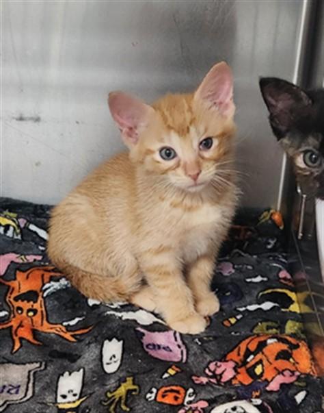 Enlarge TERPINENE, a Adoptable Domestic Short Hair in Fort Walton Beach, FL image 1/1