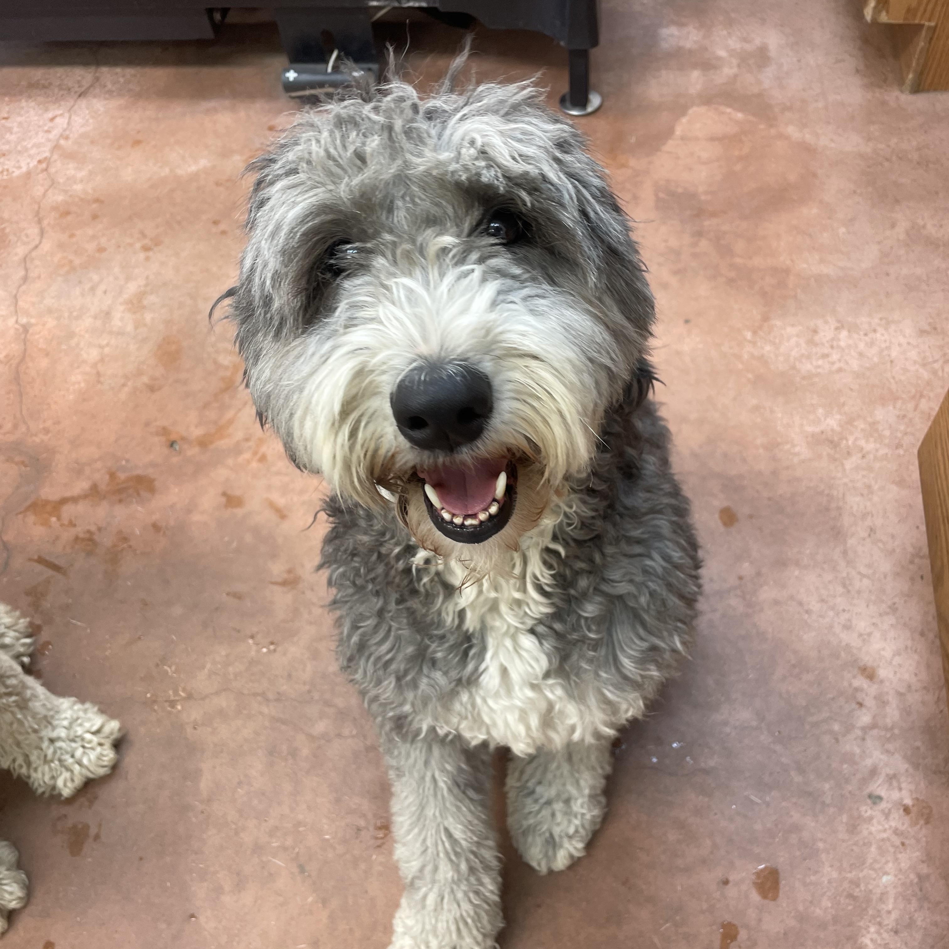 Cisco, a Adoptable mixed breed in Bridgton, ME image 1/2