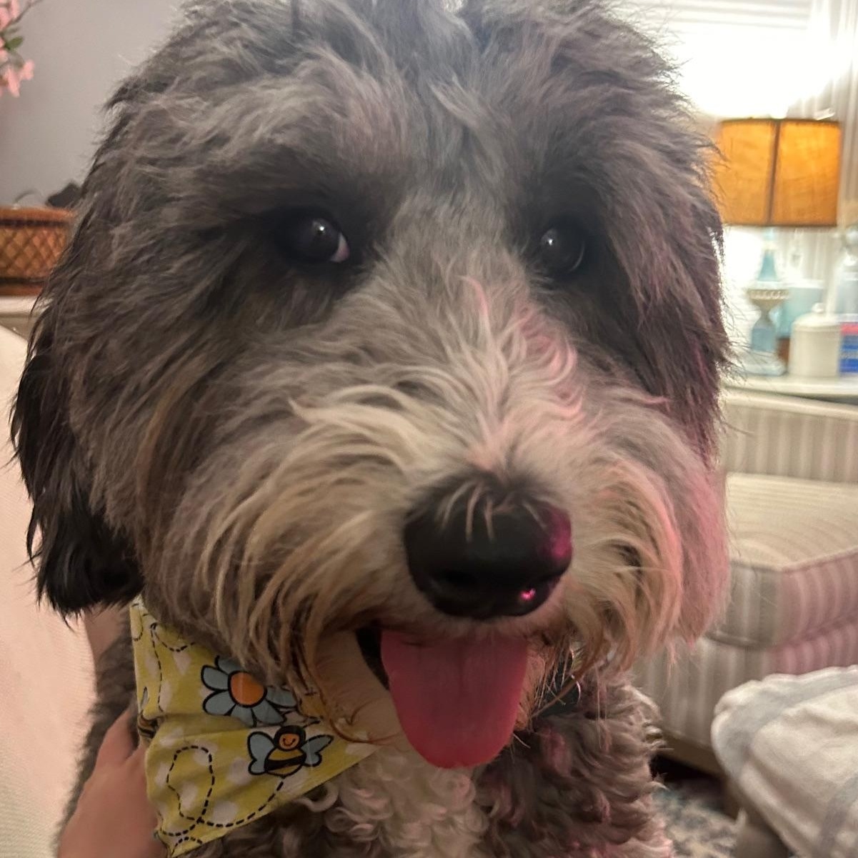 Cisco, a Adoptable mixed breed in Bridgton, ME image 2/2