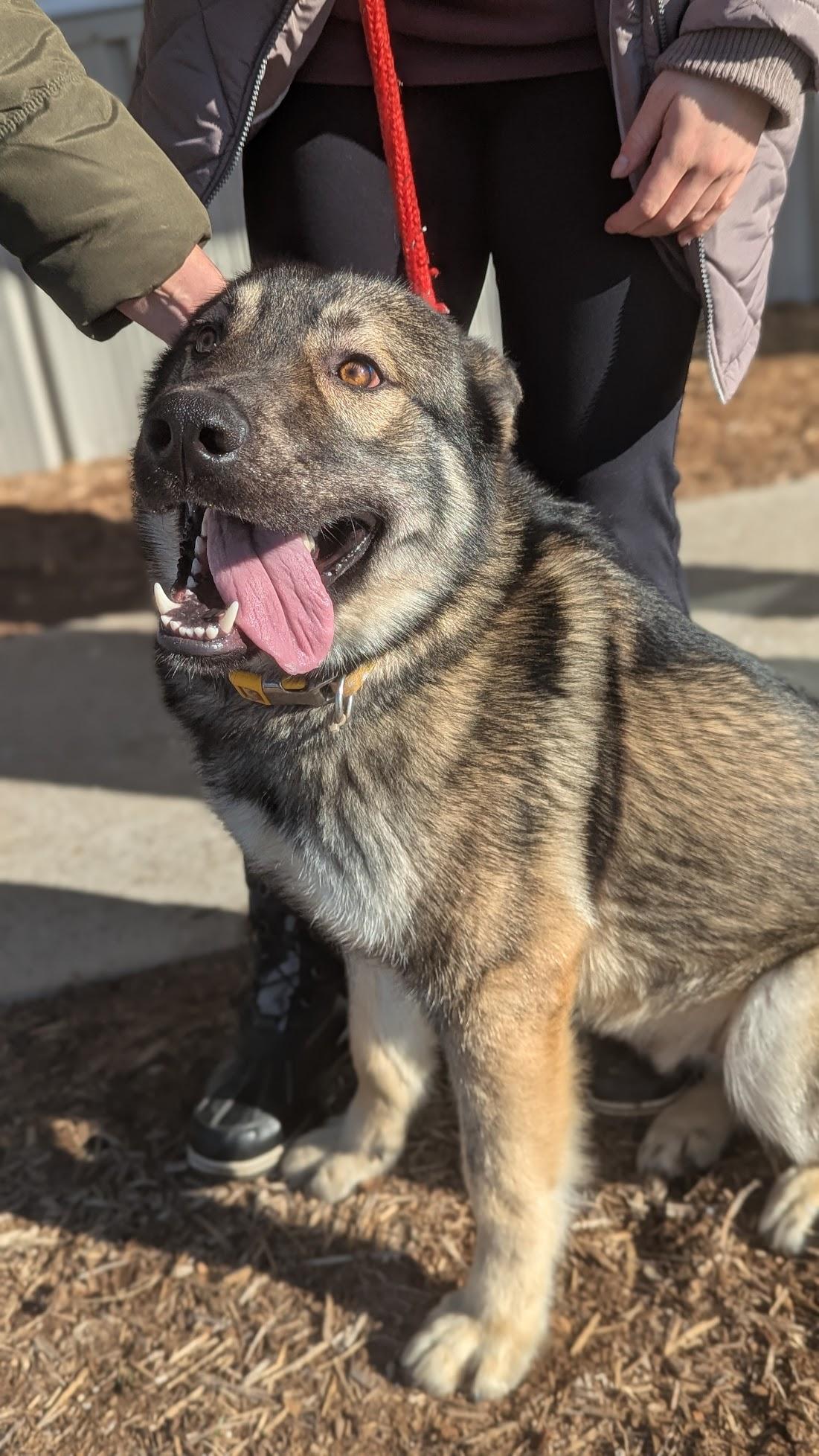 Enlarge Benny, a ADOPTABLE mixed breed in Benton Harbor, MI image 2/2
