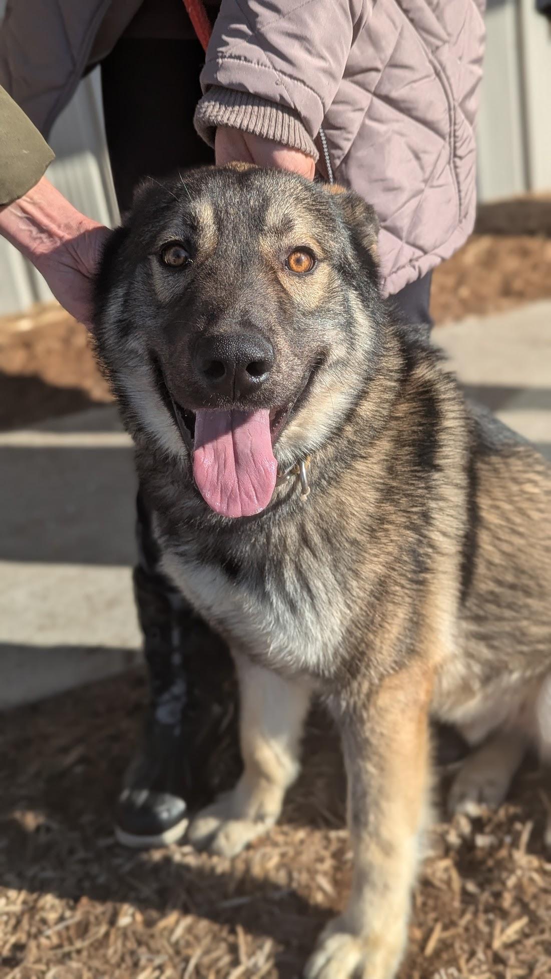 Enlarge Benny, a ADOPTABLE mixed breed in Benton Harbor, MI image 1/2