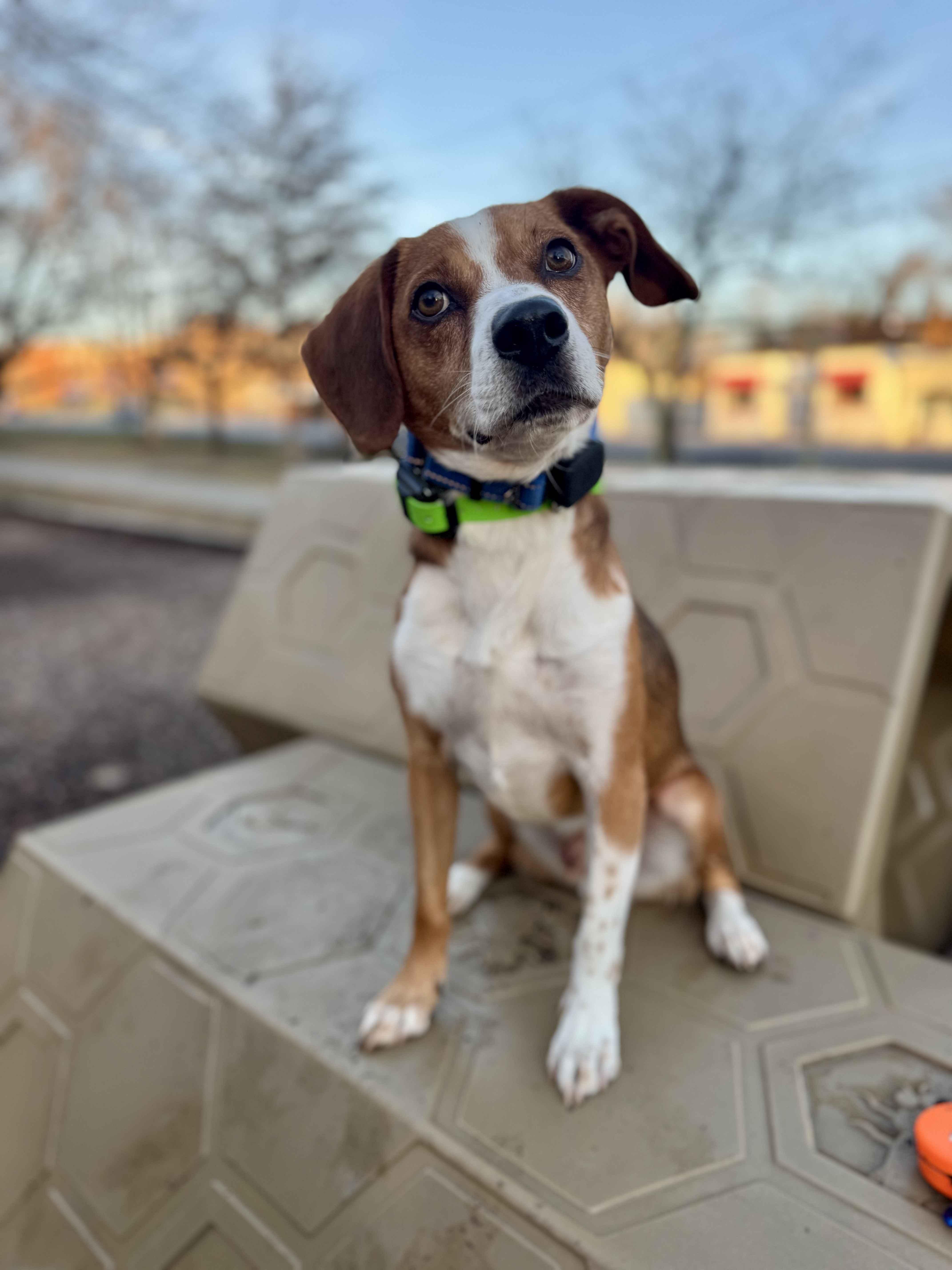 Echo, Adoptable, Adult Male Beagle.