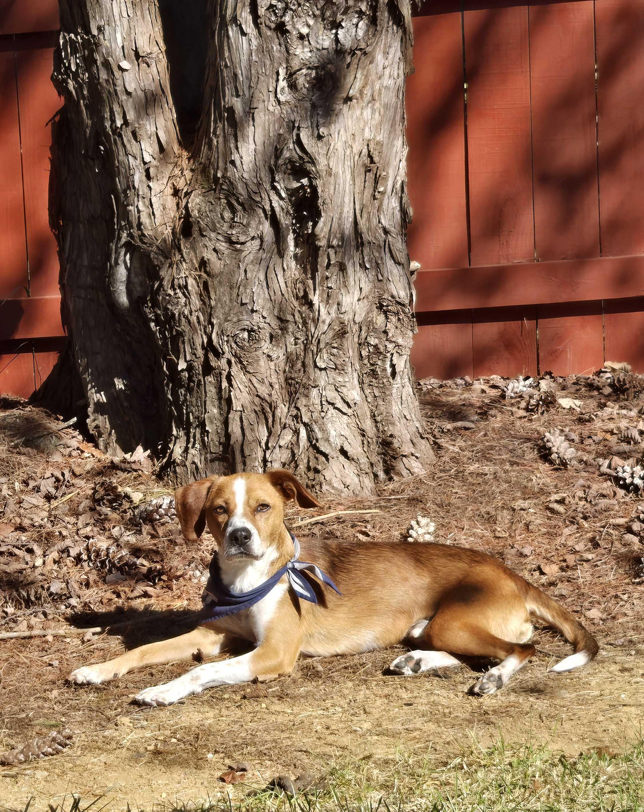 Echo, Adoptable, Adult Male Beagle.